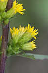 Roan Mountain goldenrod